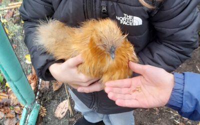 Unser Hühnerdienst hat gestartet